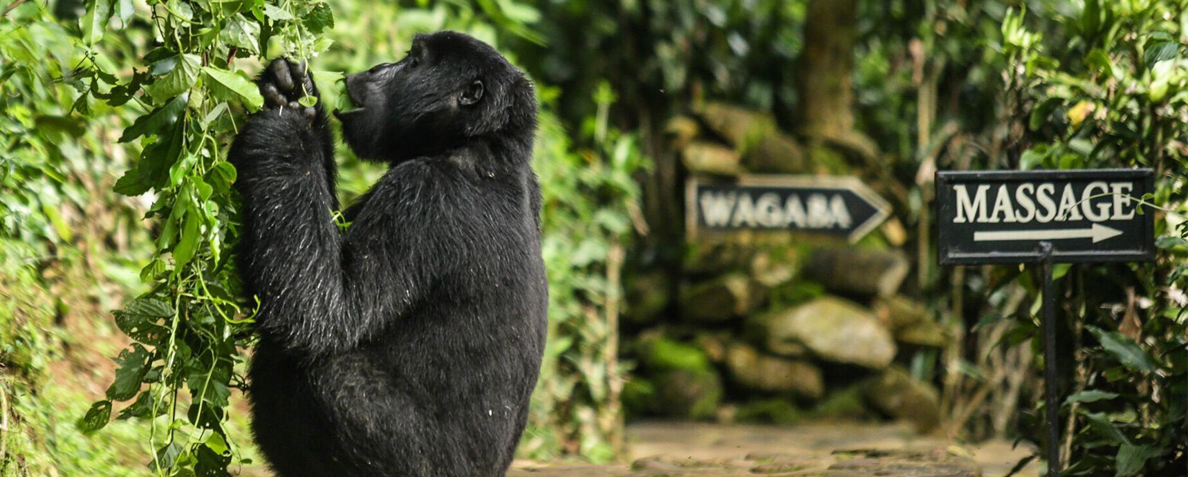 Галерея_0000_Bwindi_gorilla-at-lodge_preview.jpg